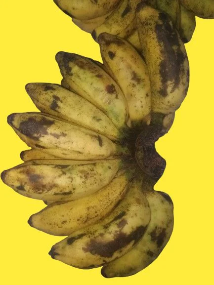 Accessories Roy A single Sabri banana costs ₹15