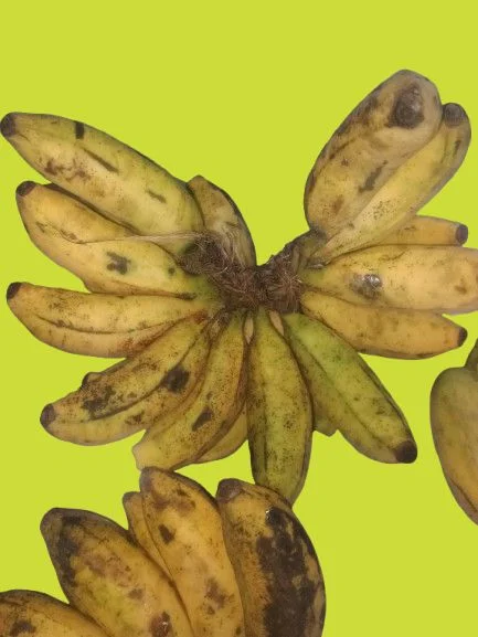 Accessories Roy A single Sabri banana costs ₹15