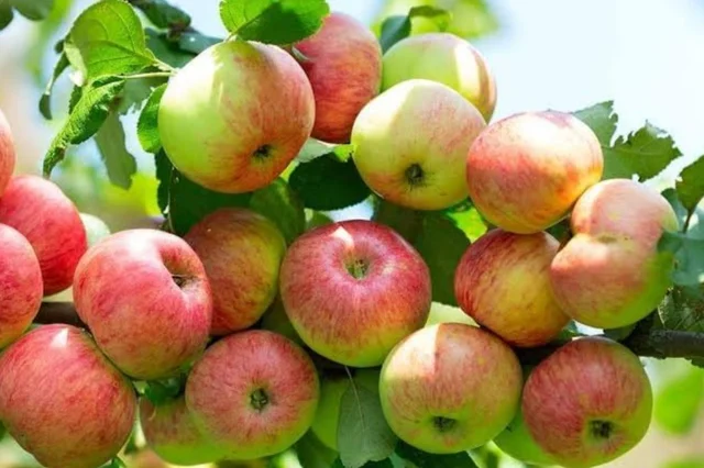 Healthy Organic Apple Fruit