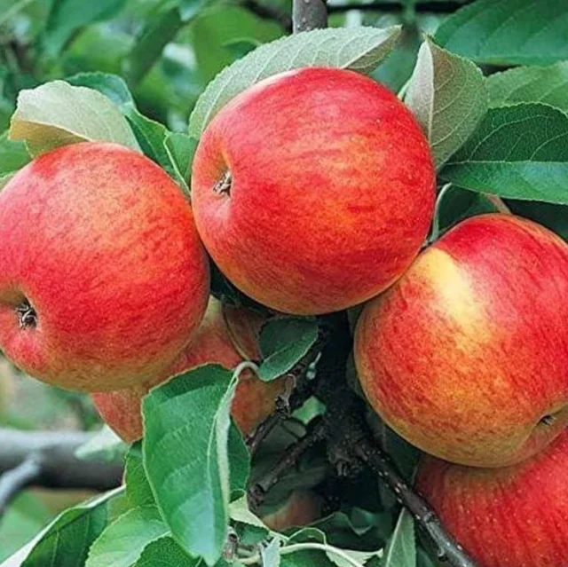 Accessories Roy Healthy Organic Apple Fruit