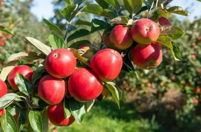 Accessories Roy Healthy Organic Apple Fruit