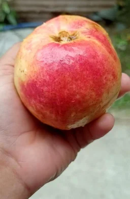 Accessories Roy Healthy Organic Apple Fruit