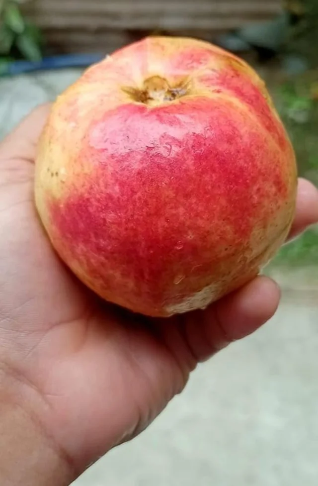 Accessories Roy Healthy Organic Apple Fruit