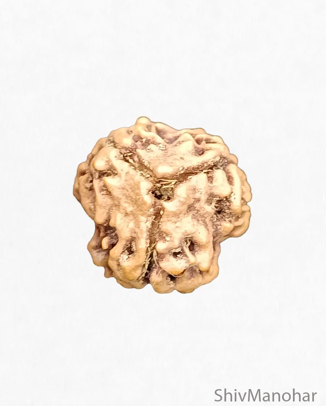 3 Mukhi Rudraksha (Nepali)