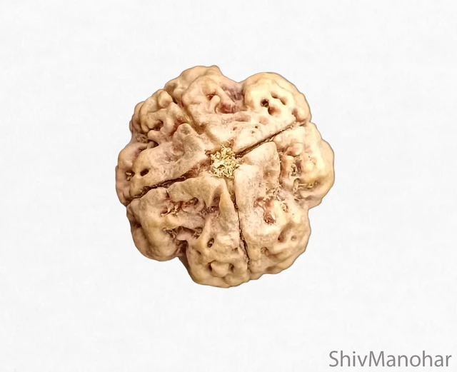 4 Mukhi Rudraksha (Nepali)
