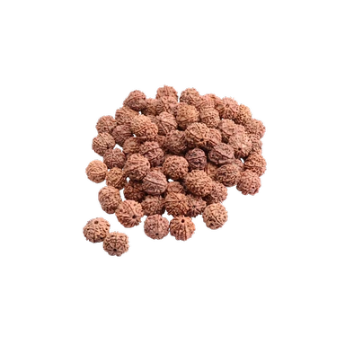 Rudraksha