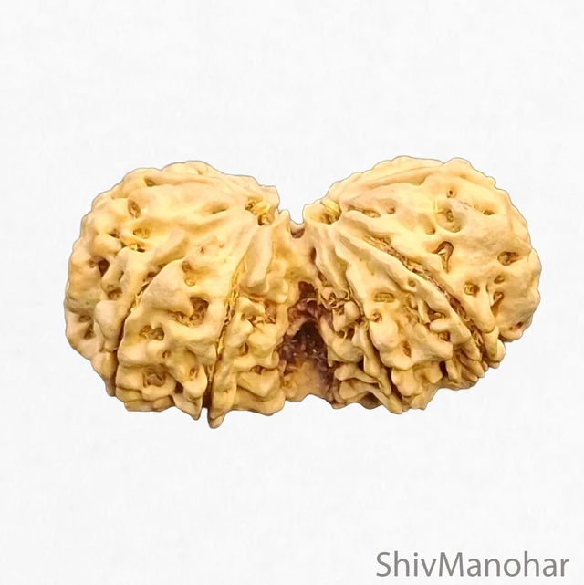 Gauri Shankar Rudraksha (Nepali)