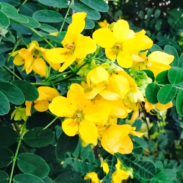 🔵 ஆவாரம் பூ / Aavaram Poo