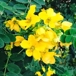 🔵 ஆவாரம் பூ / Aavaram Poo