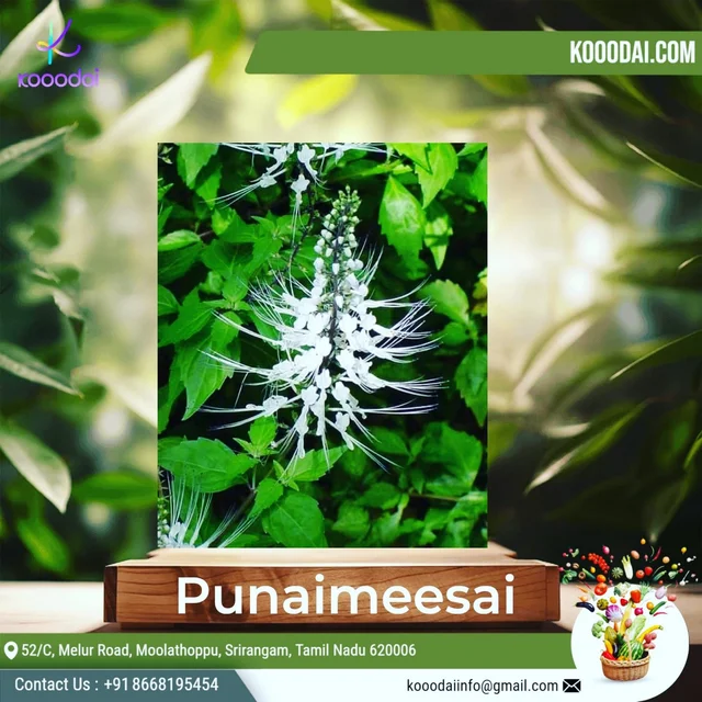 🔵 Poonai Meesai 