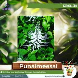 🔵 Poonai Meesai