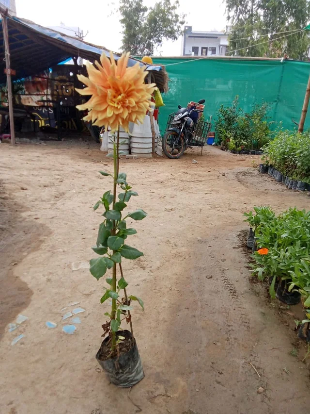 Dahlia -outdoor - Without Installation