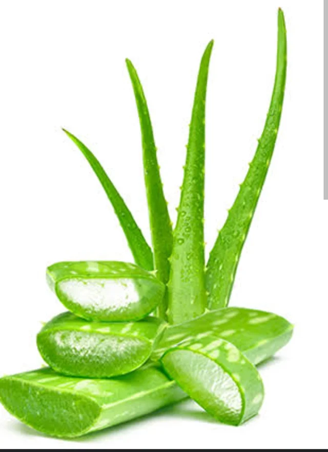 Aloe Vera - 07AM-07PM, 1