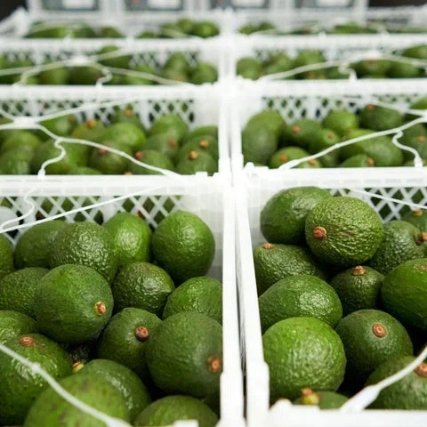 Indian Avocado (Loose) - 09AM-09PM, 3pce