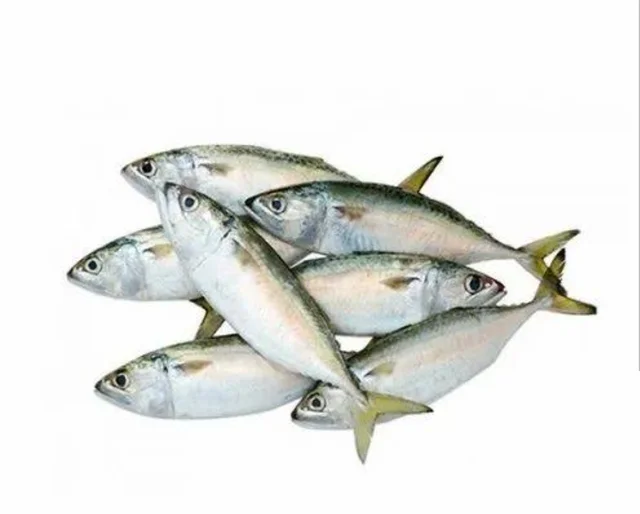Bangda Fish(fish Cutting) - 1KG
