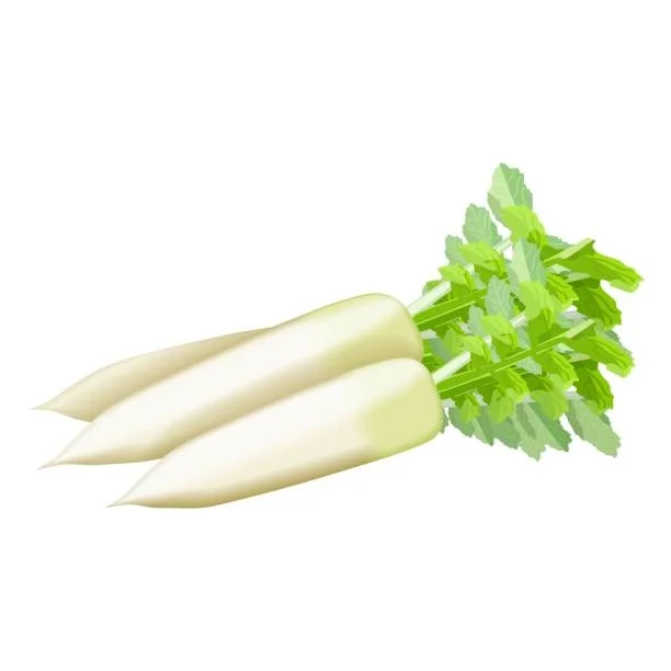 Radish (मूली)