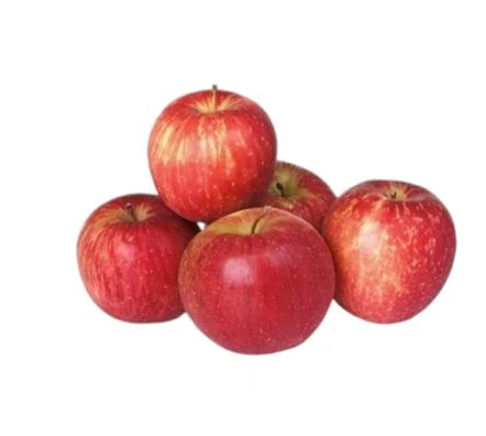 Apple (Regular)