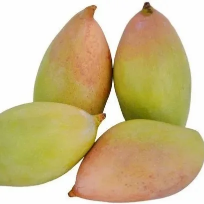 Totapari Mango