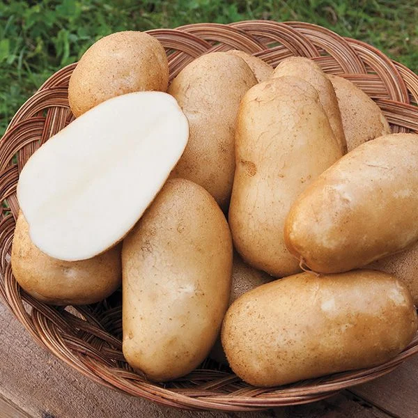 Potato (Aloo) - 500gm