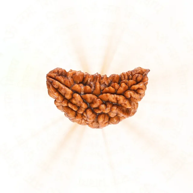 1 Mukhi Rudraksha - 🔴 Prepaid Only