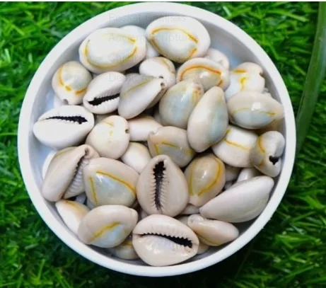 Mahalaxmi Kawri/Kaudi/Cowrie For Lakshmi Pooja ( 28 Shells ) - 🔴 Prepaid Only