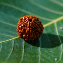 Original Himalaya 6 Face Rudraksha Certified - அசல் இமயமலை 6 முக ருத்ராட்சம்