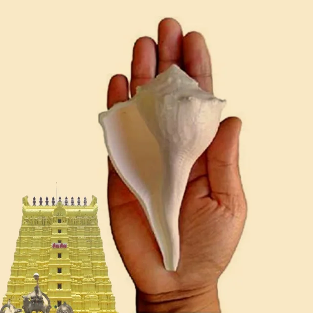 Original Rameswaram Dakshinavarti Shankh | Valampuri Sanggu | Lakshmi Shankh For Pooja, Religious Purpose, Traditional Rituals - 5 Inch - 🔴 Prepaid Only