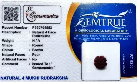 4 Mukhi Rudraksha -