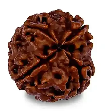 4 Mukhi Rudraksha -