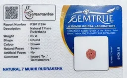 7 Mukhi Rudraksha -
