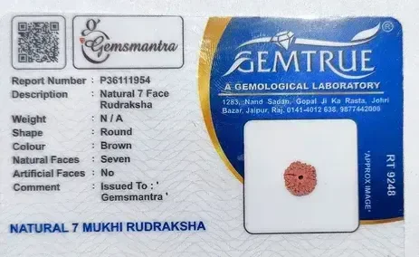 7 Mukhi Rudraksha -