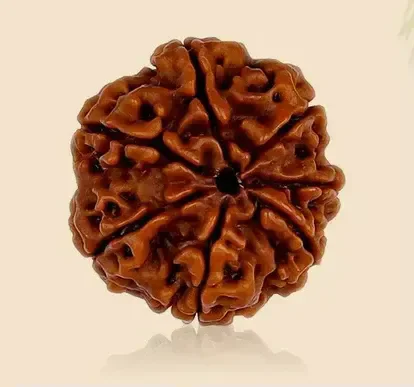 7 Mukhi Rudraksha -