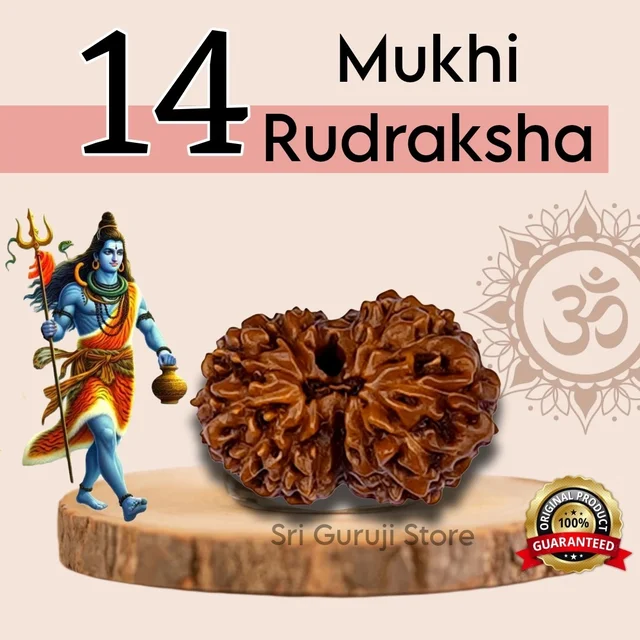 14 Mukhi Rudraksha - 🔴 Prepaid Only