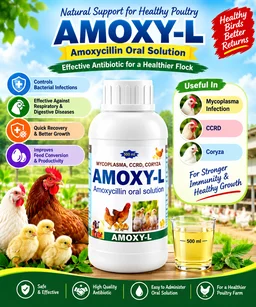 AMOXY-L Treatment of MYCOPLASMA, CCRD, CORYZA,500ML