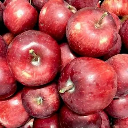 ஆப்பிள் / மிக சிறியது  / மிதமான சுவை உடையது / Apple (Small Size)
