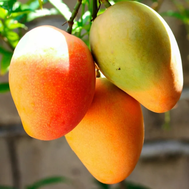 SMPH STAR Raspuri Mango 1kg