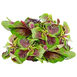 Amaranthus (Red / Green) Seeds - 300 Grams