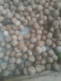 Flikart e Store Kashmiri Walnut Snow White Kernels (400 Grams - 1, White