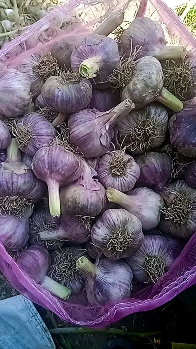 Garlic (ROOHANS) Kashmiri 