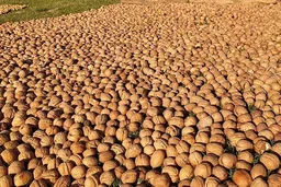 Flekart E Store Kashmir Walnuts – With Shell - 1, White