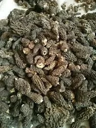 Gucchi Kashmiri