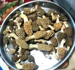 Gucchi Kashmiri