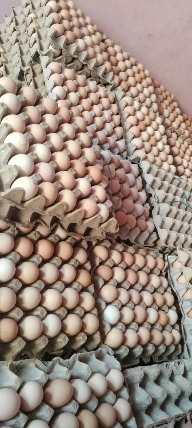 COUNTRY EGGS FREE RANG Each Eggs Rs. 9 (360 EGGS ,ONE BOX,12 TRAYS)