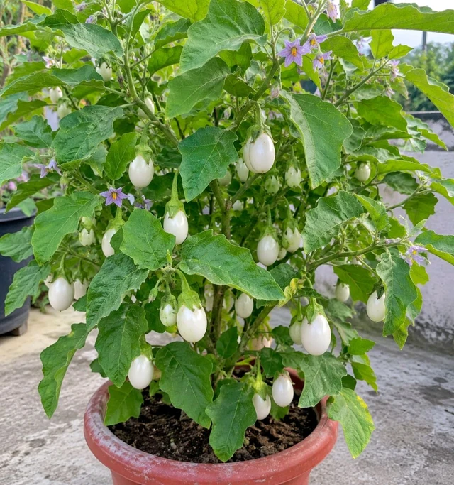 Brinjal Seeds 10gm