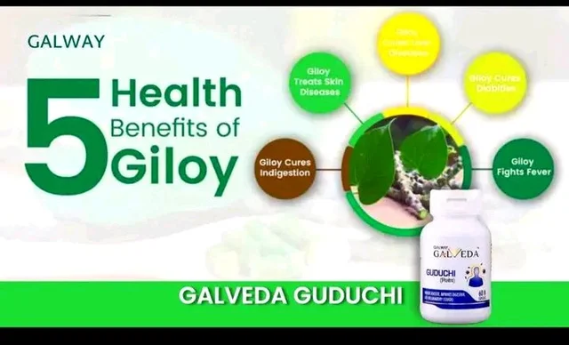Guduchi Galway 