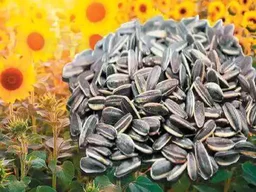 சூரியகாந்தி விதை - 100 g