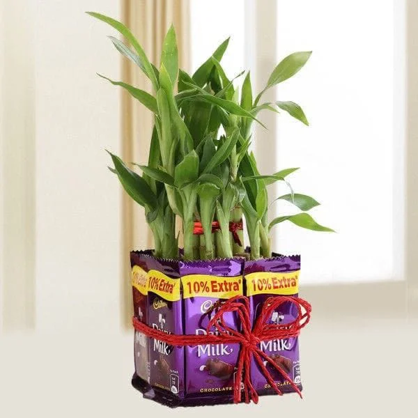 Chocolate With Lucky Bamboo