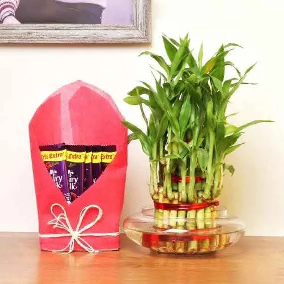 Lucky Bamboo And Chocolate