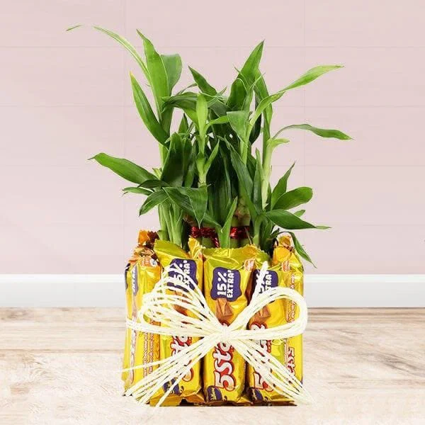 Lucky Bamboo Plant With 5 Star Chocolate