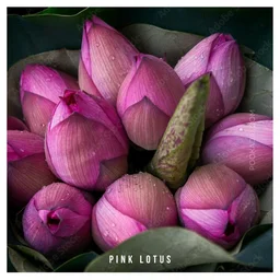 lotus flowers